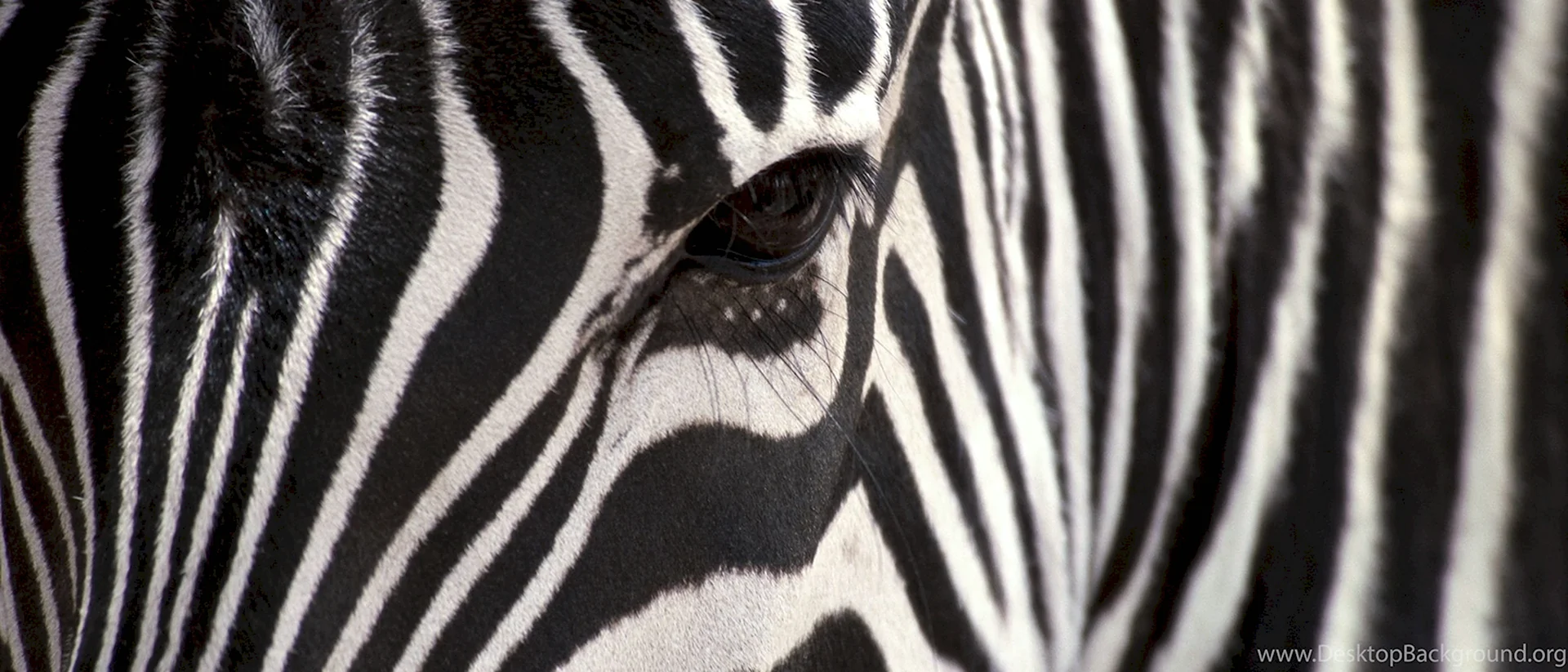 Картина взгляд зебры