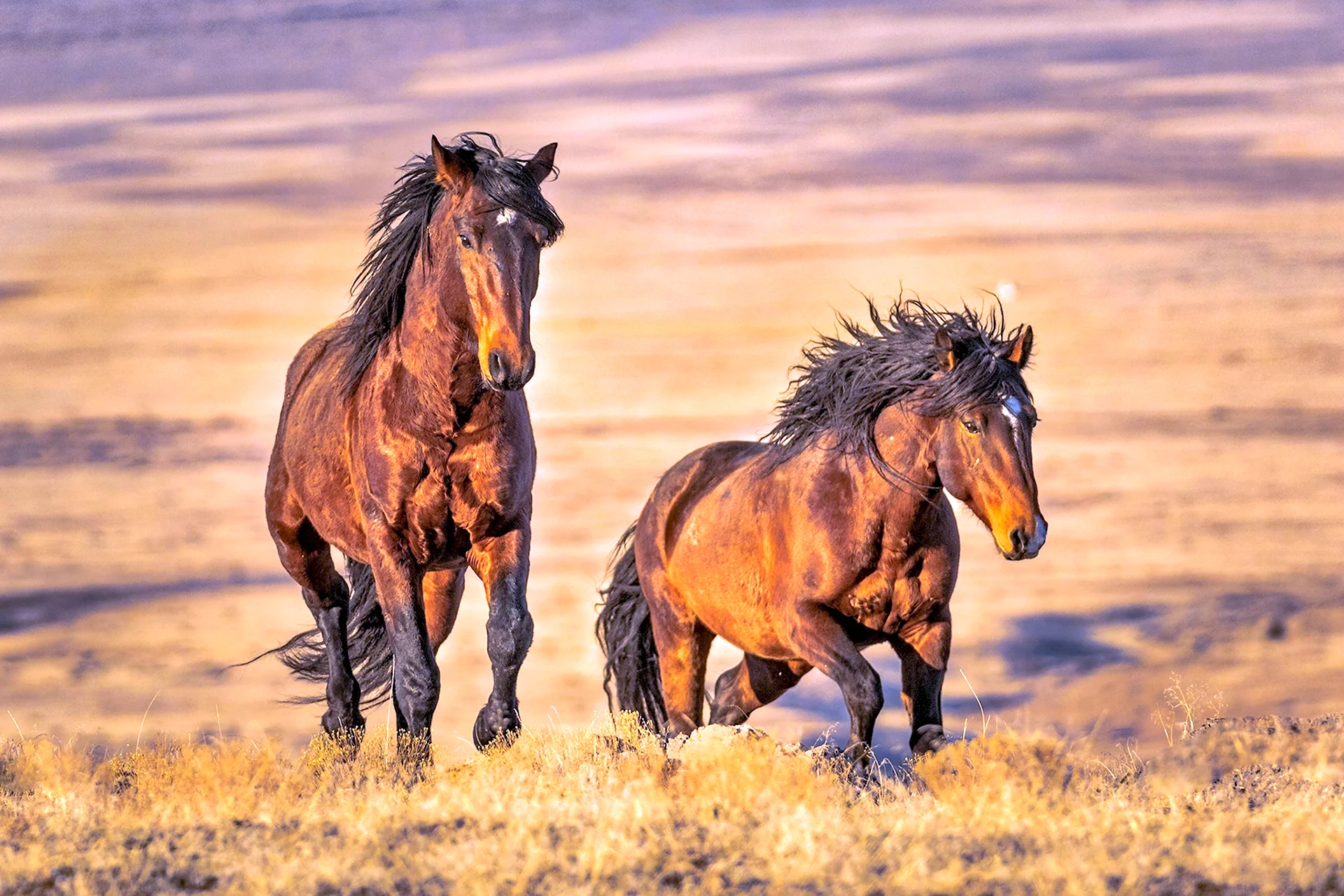Картинки лошадей мустангов