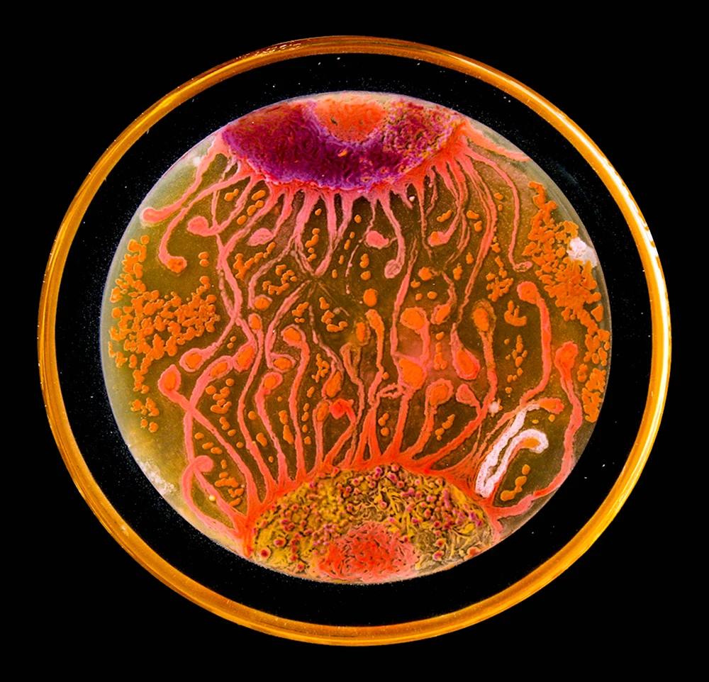 Картины Александра Флеминга микробами