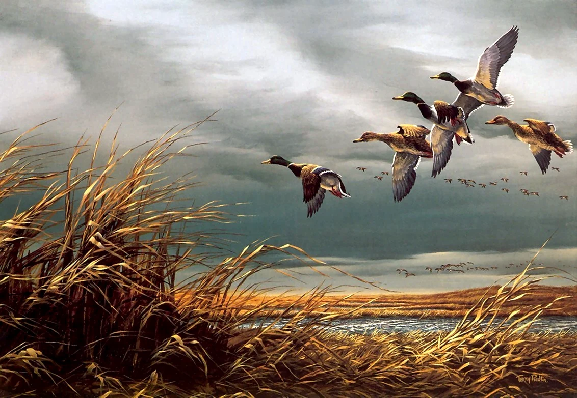 Картины Терри Редлина с утками