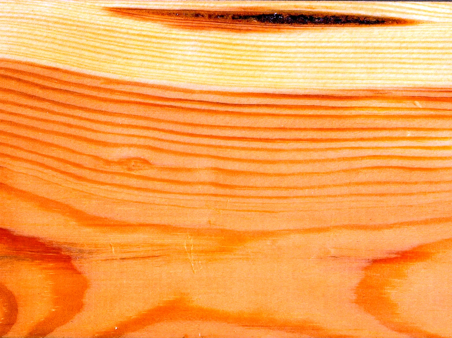 Кедр текстура древесины