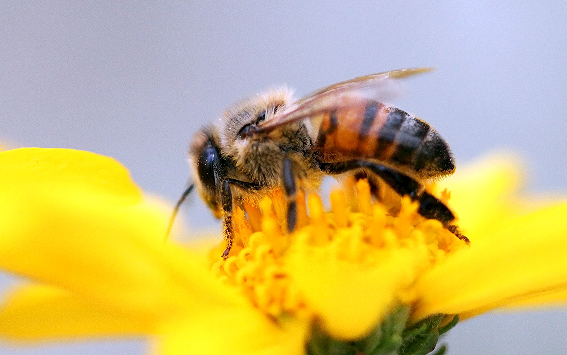 Хани пчела