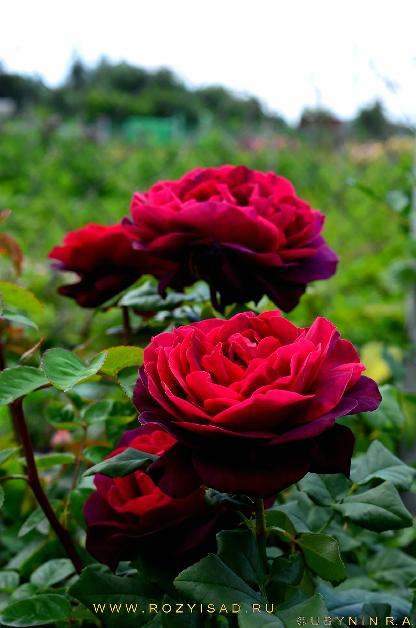 Харденберг роза