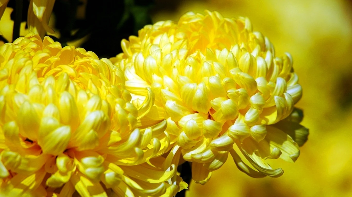 Хризантема Wonder Yellow