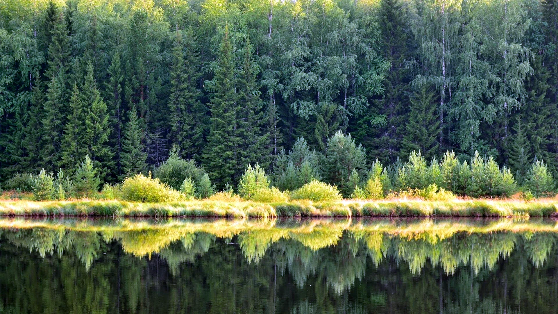Хвойный лес Томской области