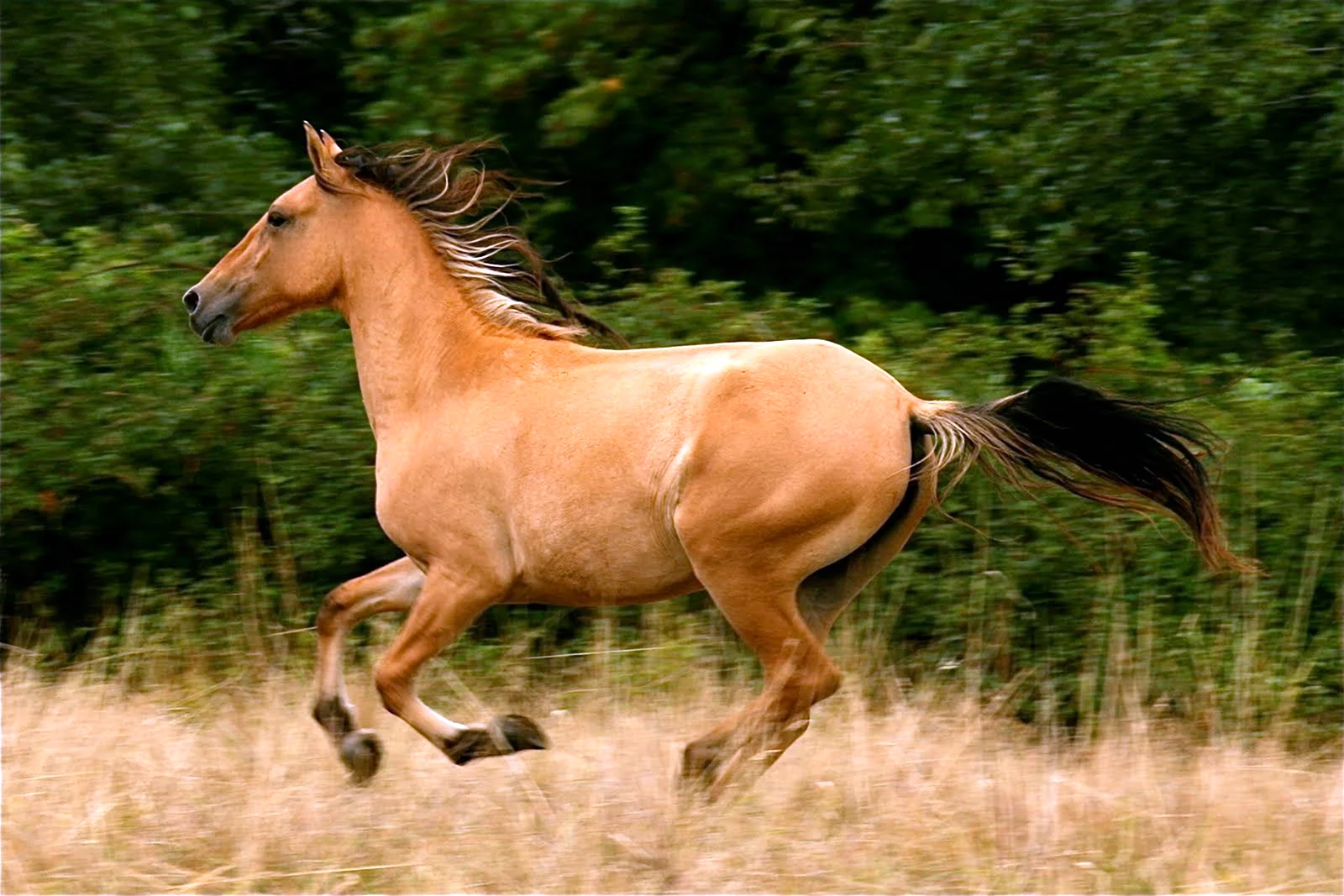 Кигер-Мустанг лошадь