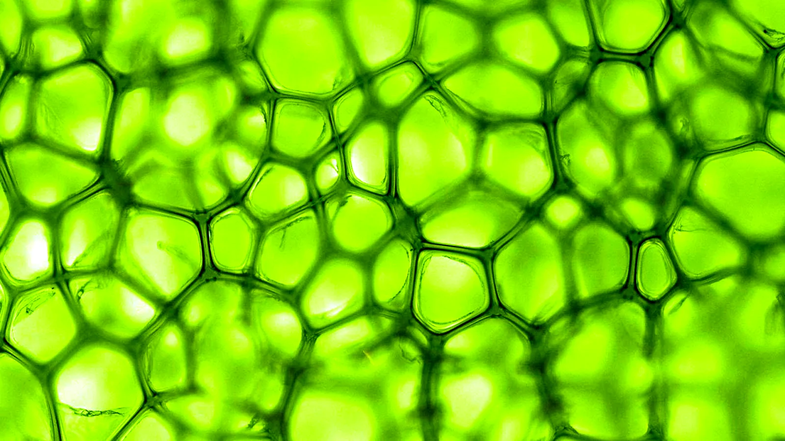 Клетка хлорофилл под микроскопом
