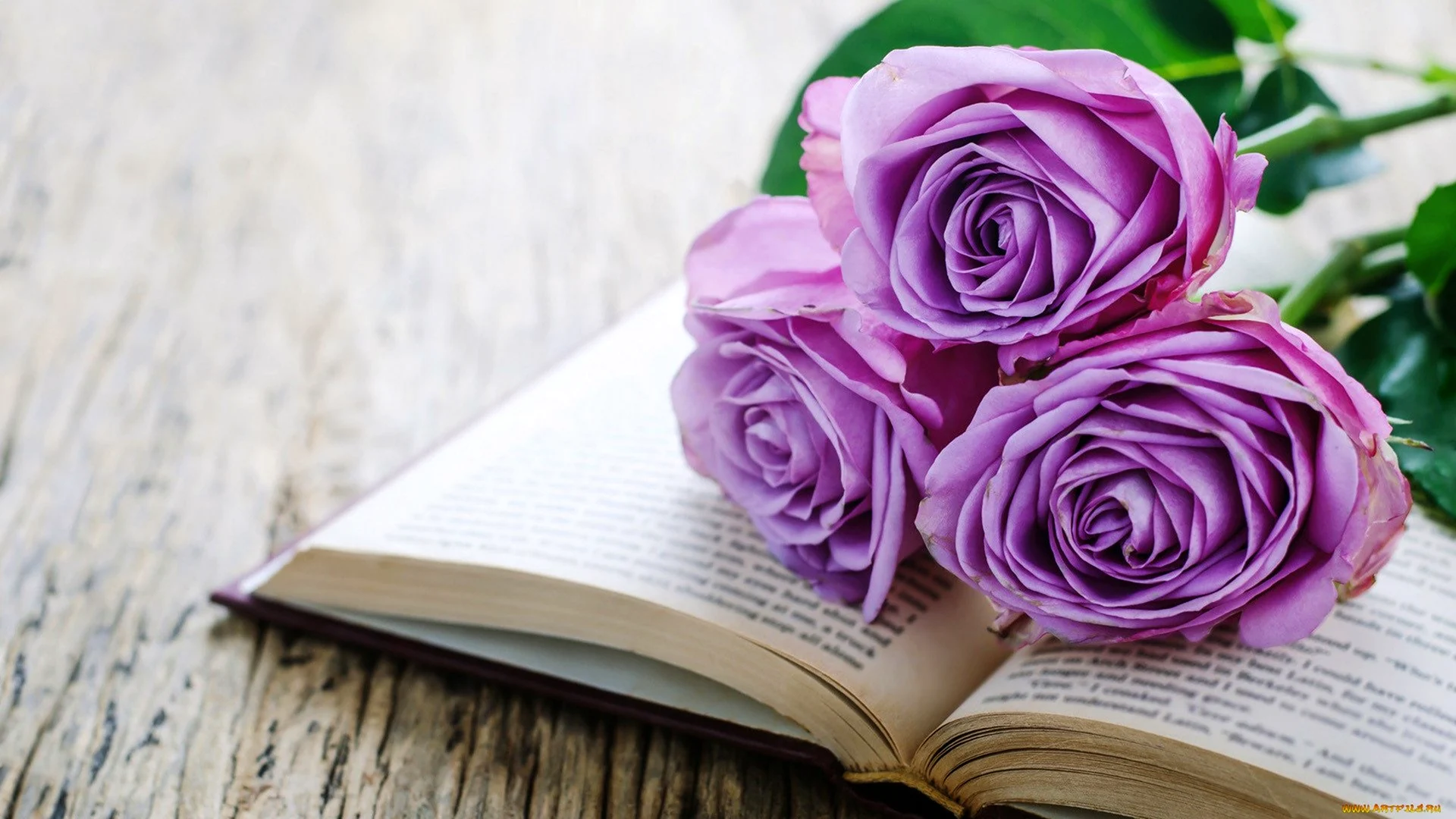 Книга и роза Фиолетова