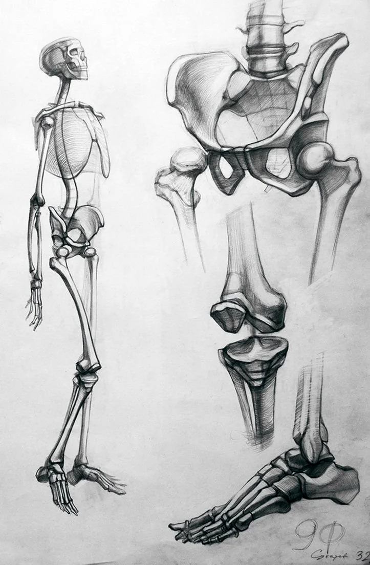 Коленный сустав анатомия Баммес