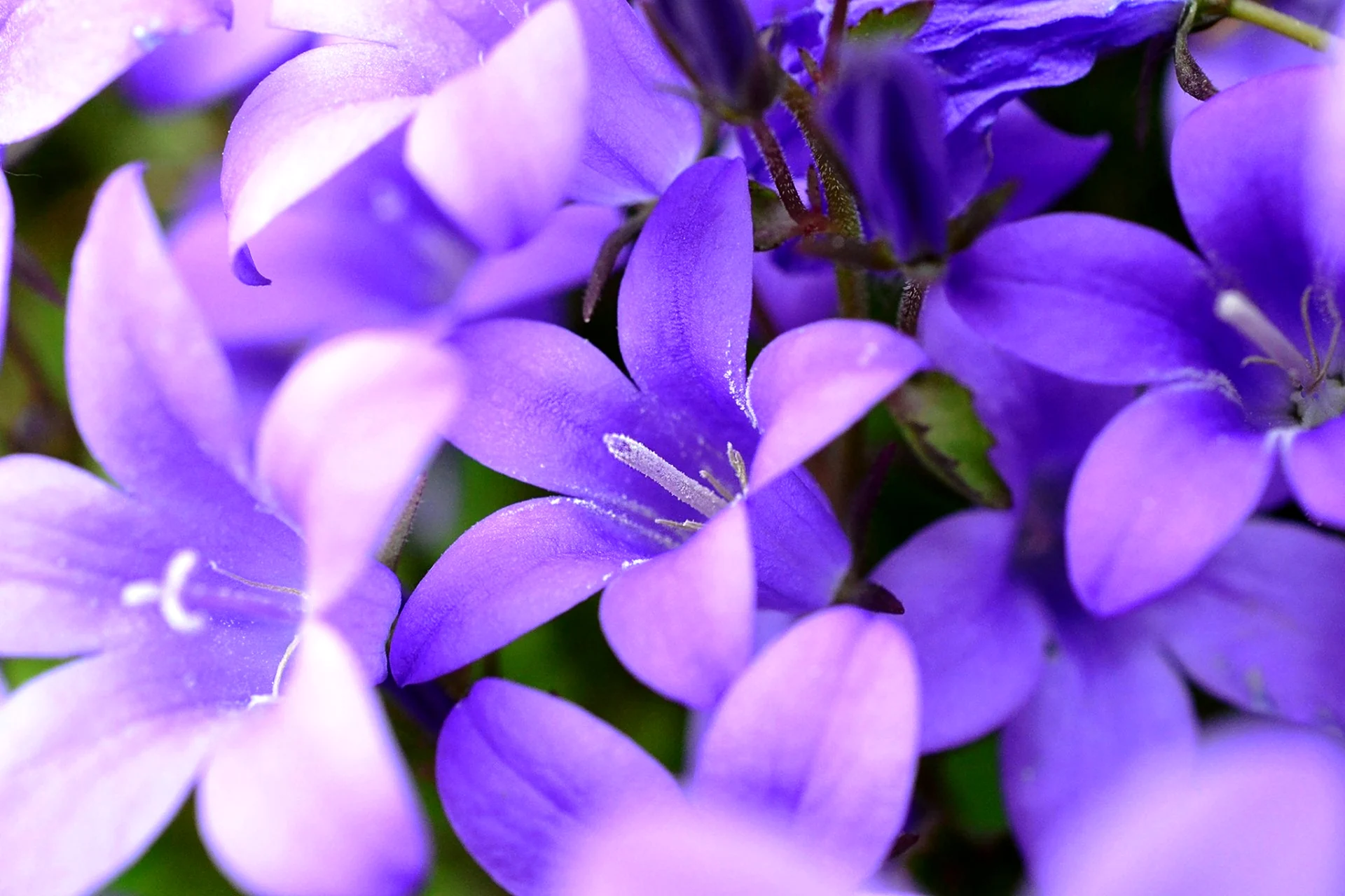 Колокольчик Кампанула Lilac
