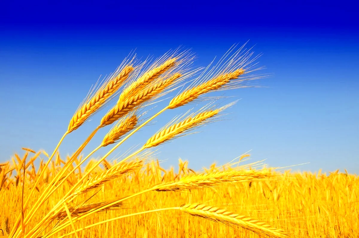 Колос озимой пшеницы