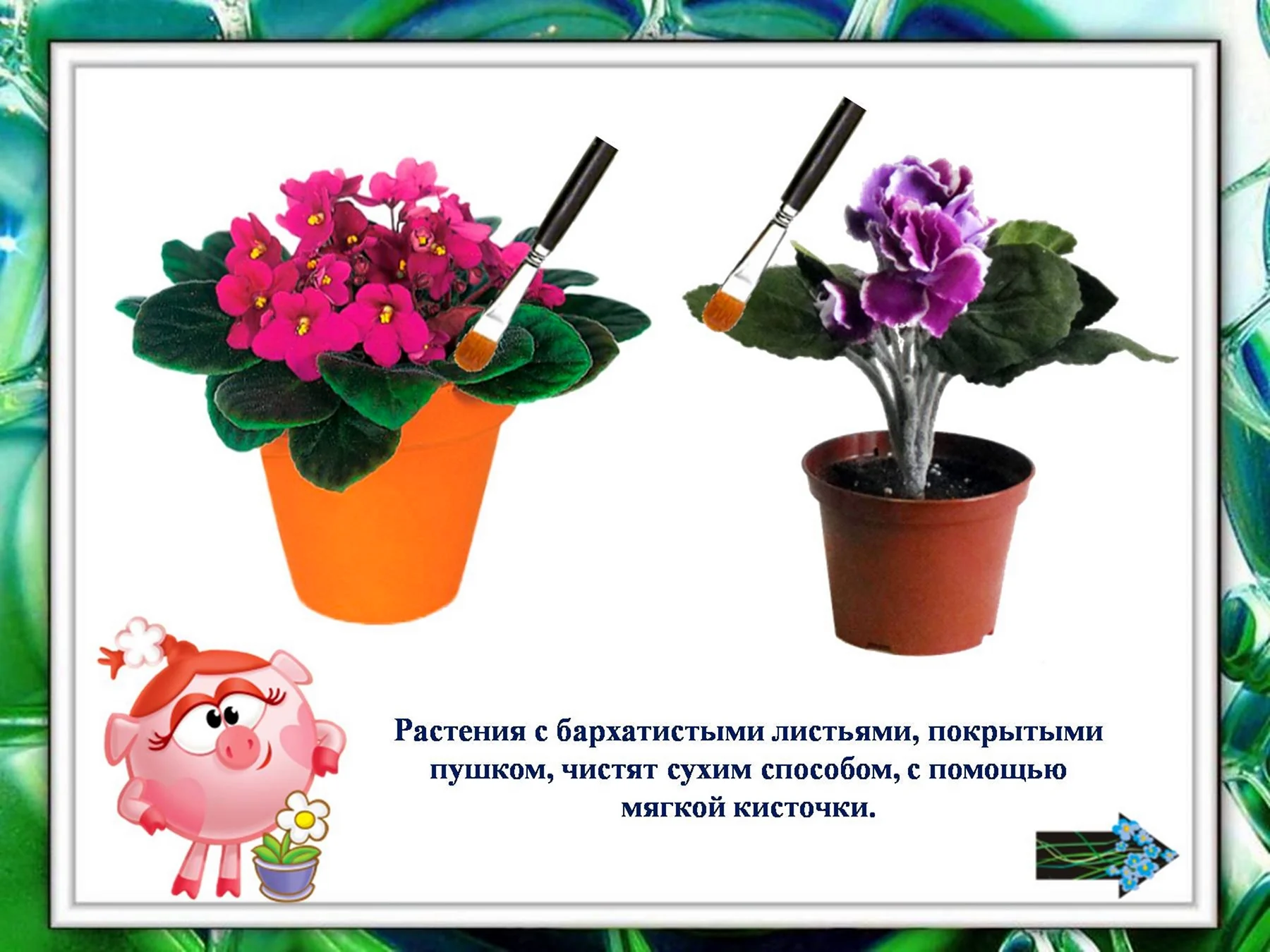 Комнатные растения для дошкольников