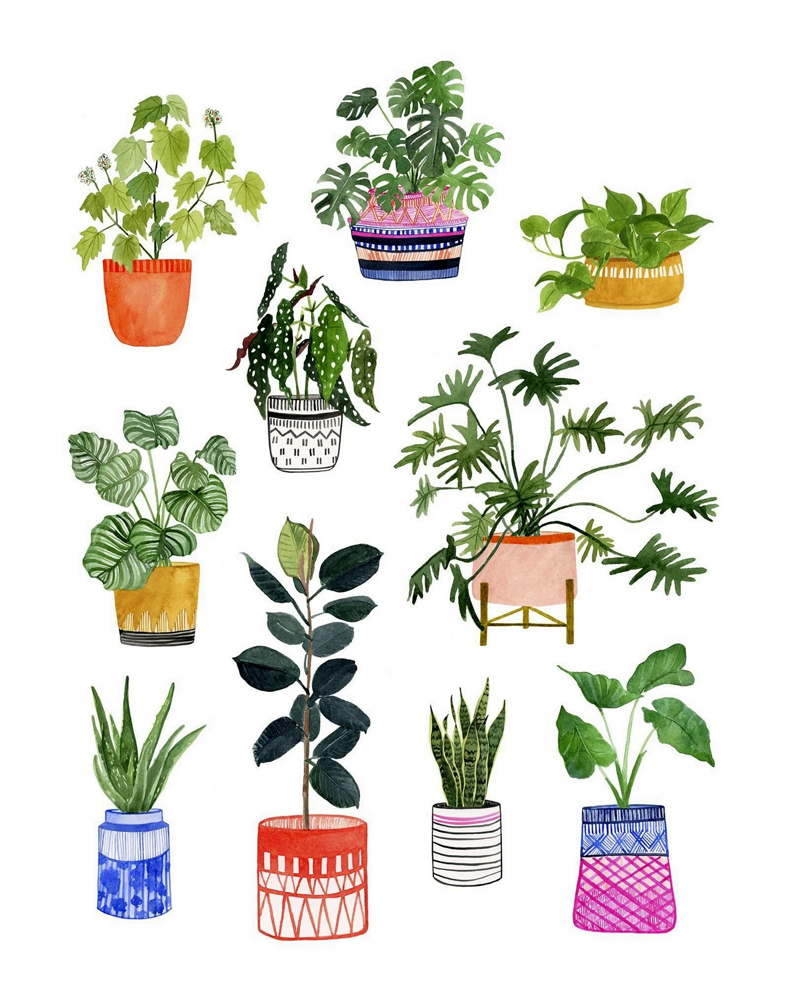Комнатные растения иллюстрации