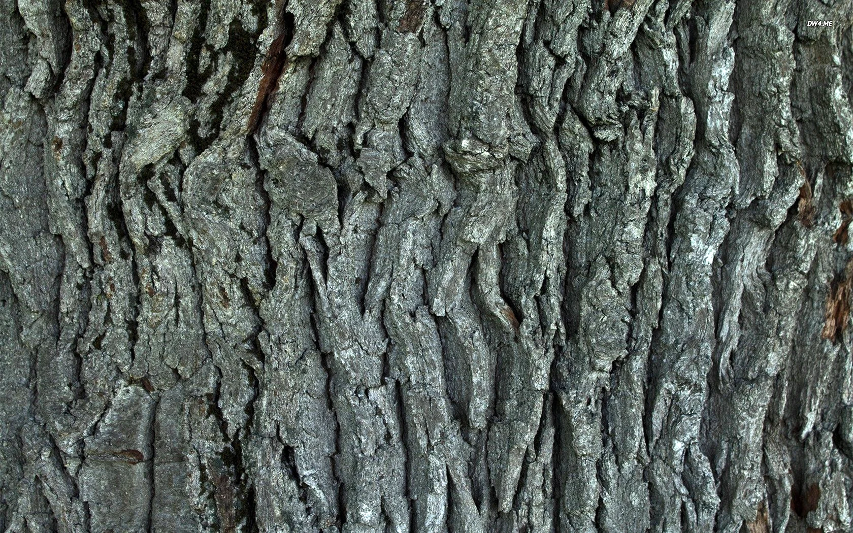 Кора дерева