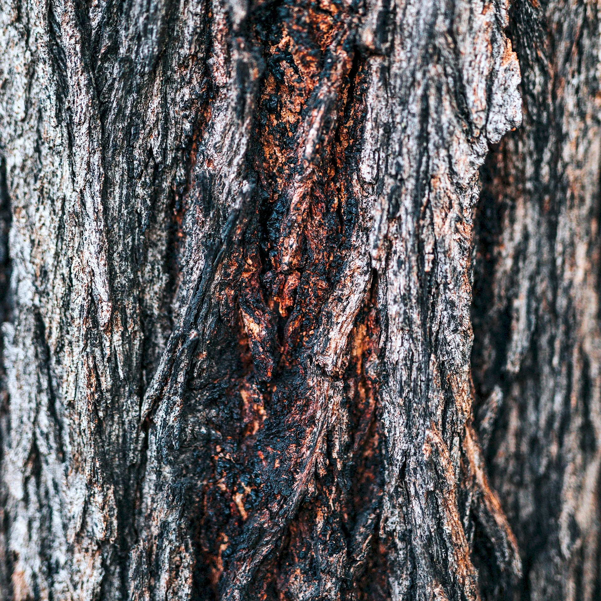 Кора дерева Соно