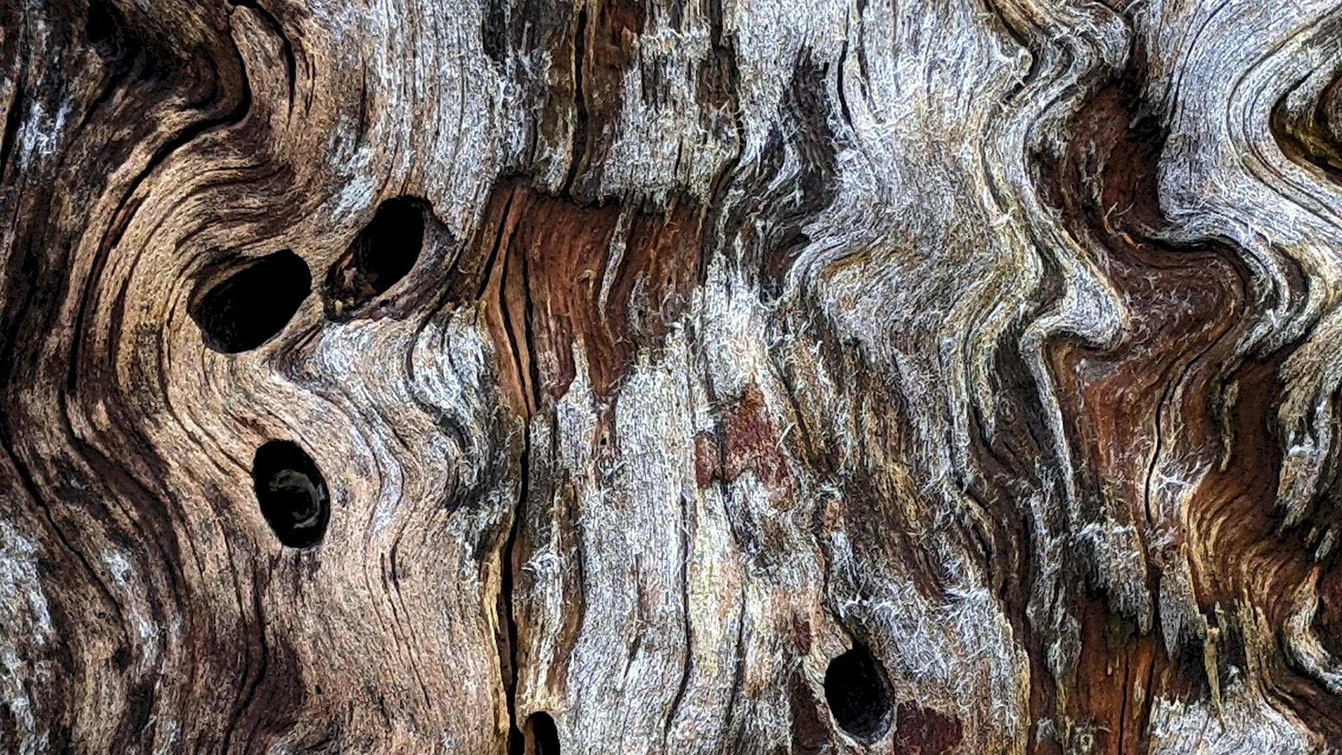 Кора тикового дерева