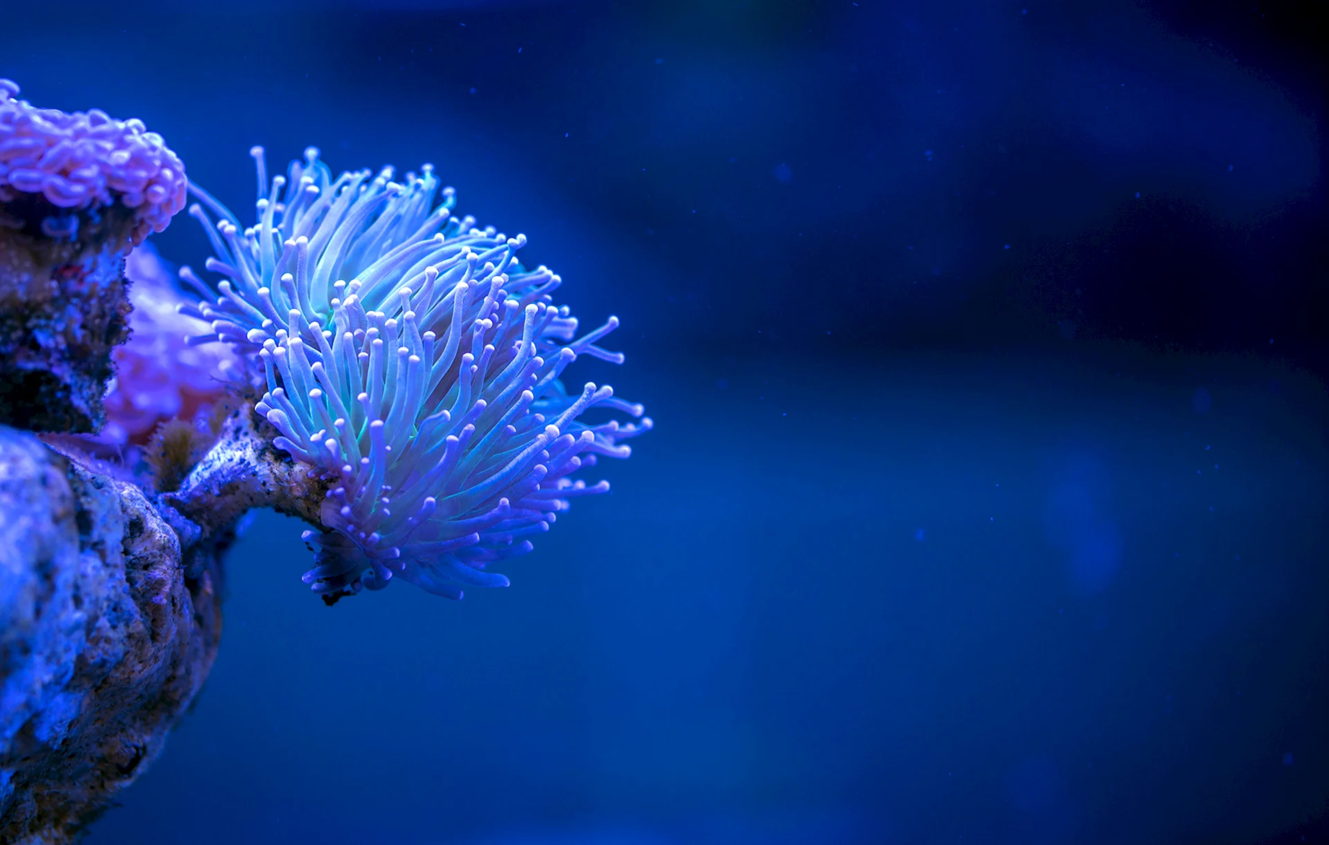 Коралловые полипы кораллы