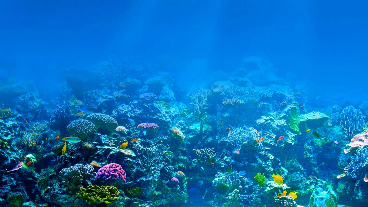 Коралловый риф панорама