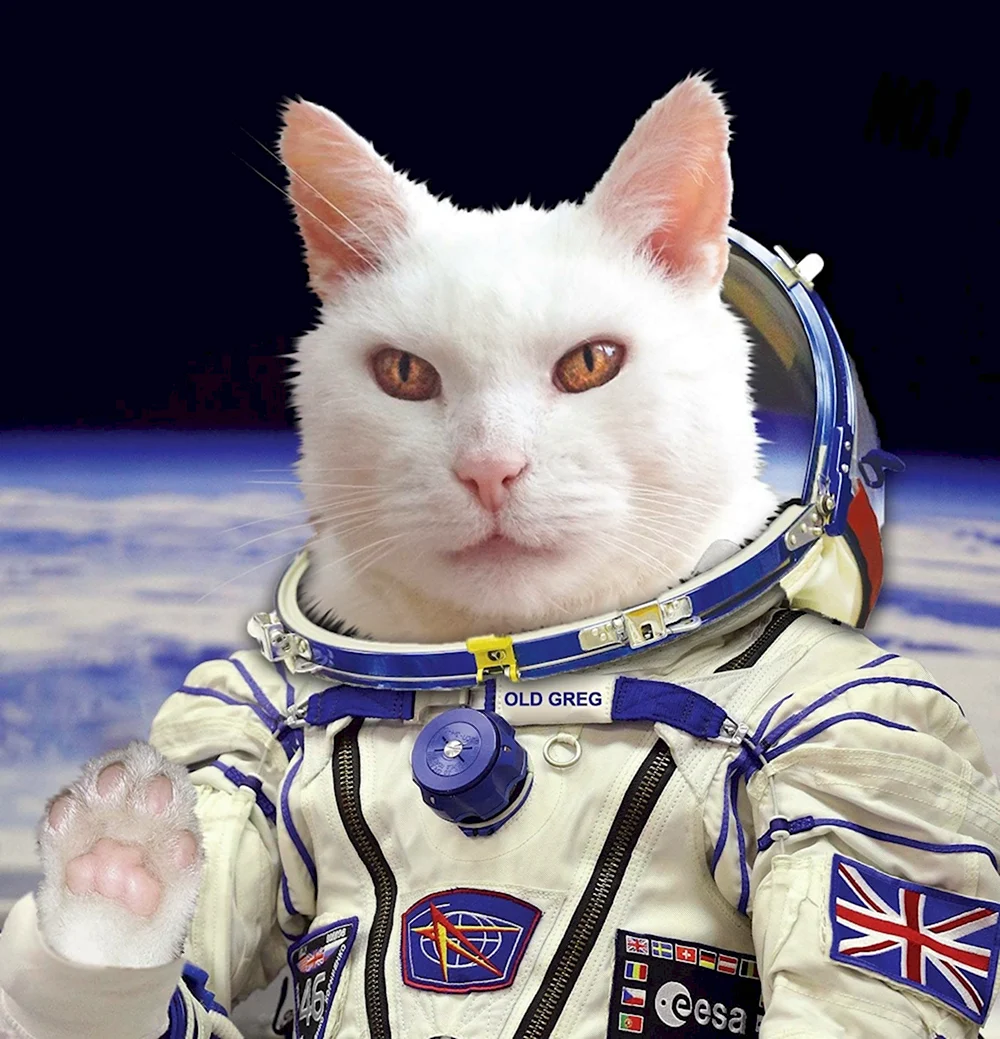 Кошка космонавт