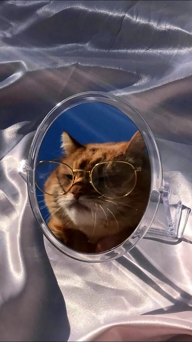 Кошка в очках Эстетика