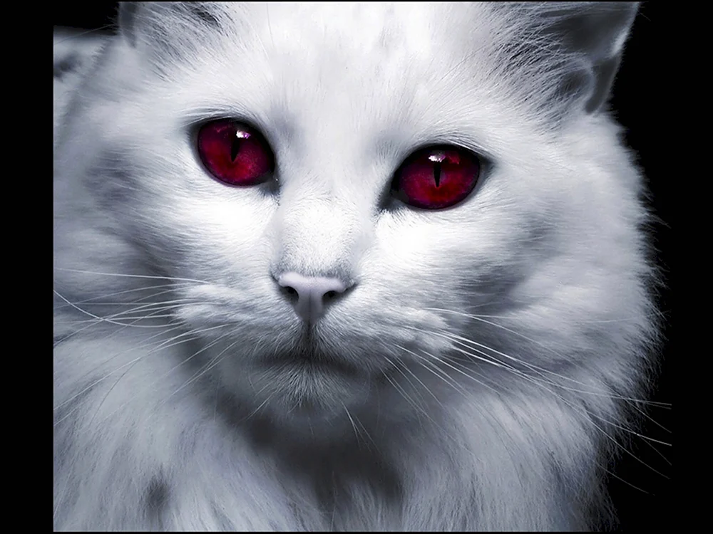 Кот альбинос с красными глазами