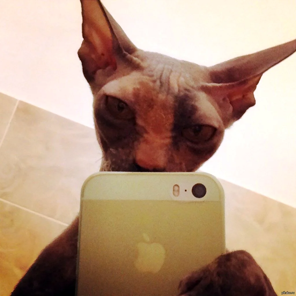 Кот фоткается на айфон