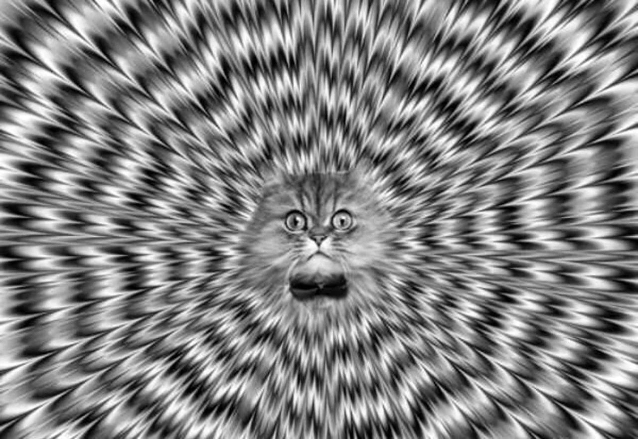 Кот иллюзия