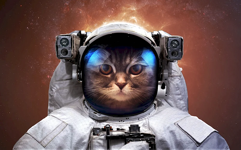 Кот космонавт