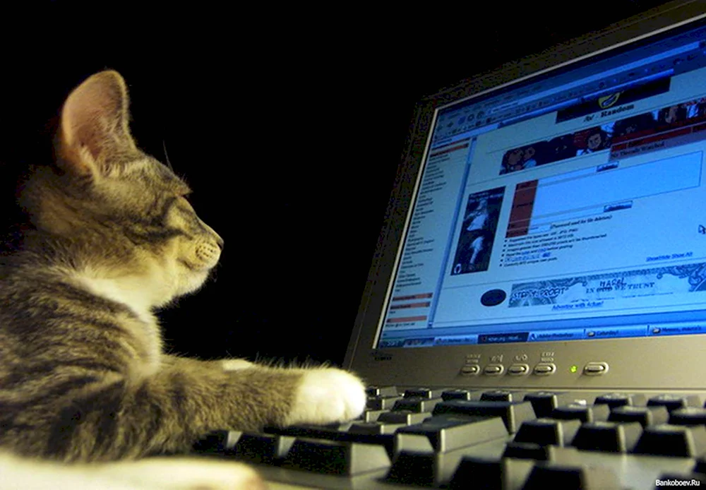 Кот программист