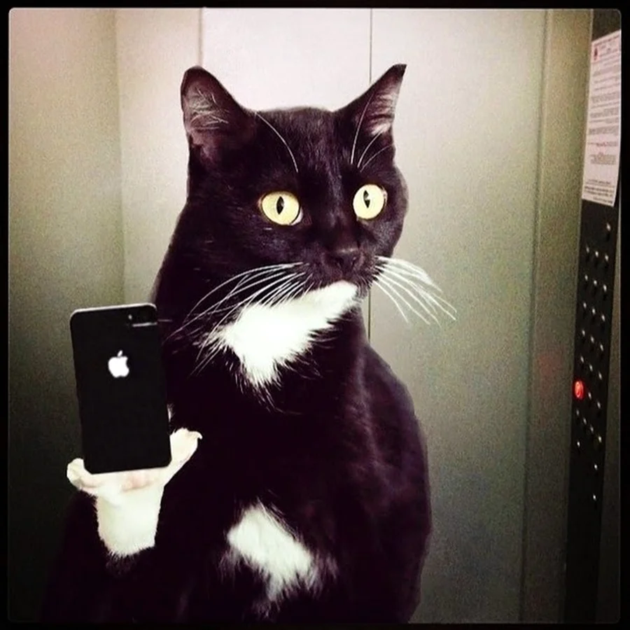 Кот с айфоном