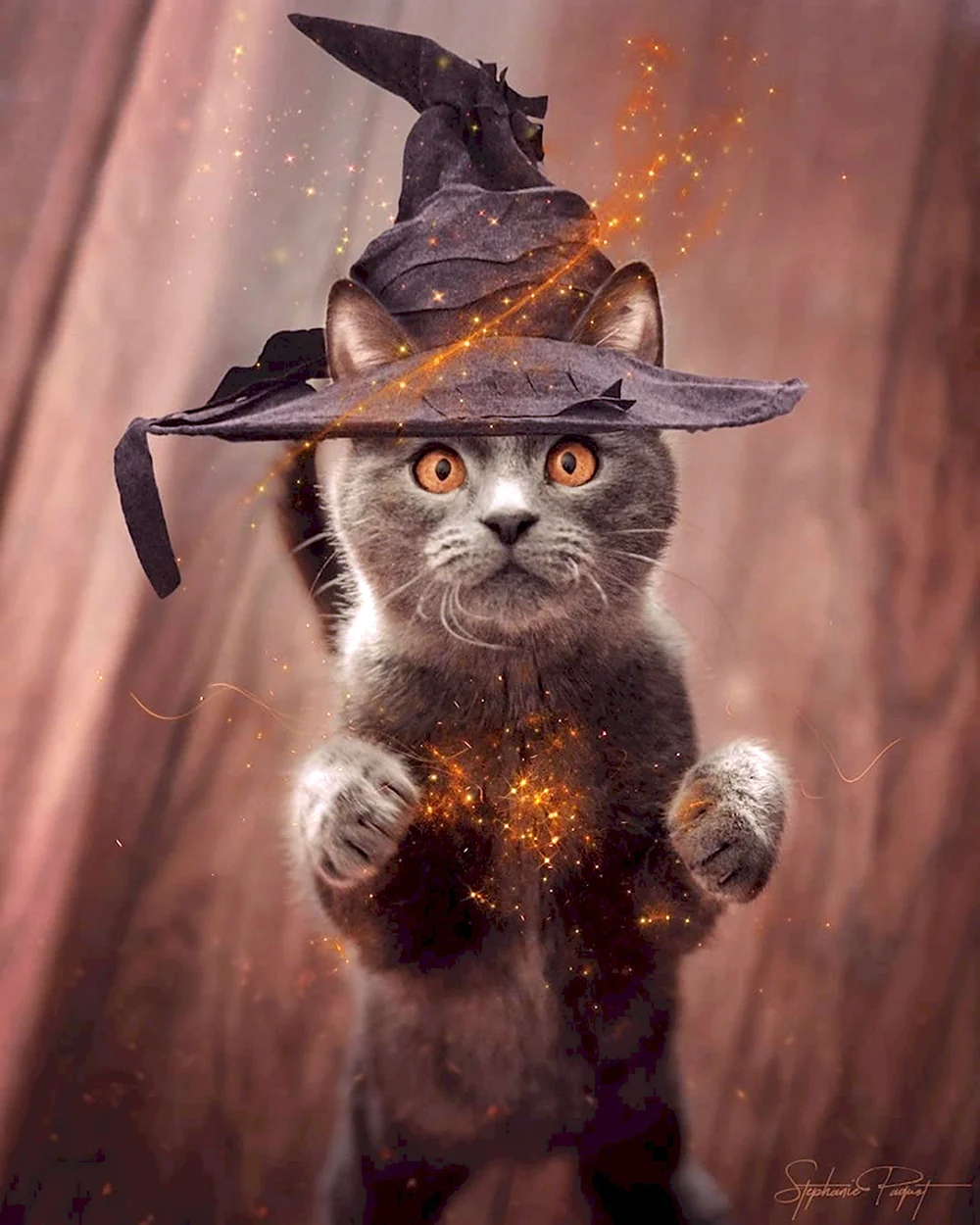 Кот волшебник