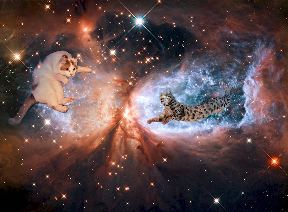 Кот Вселенная