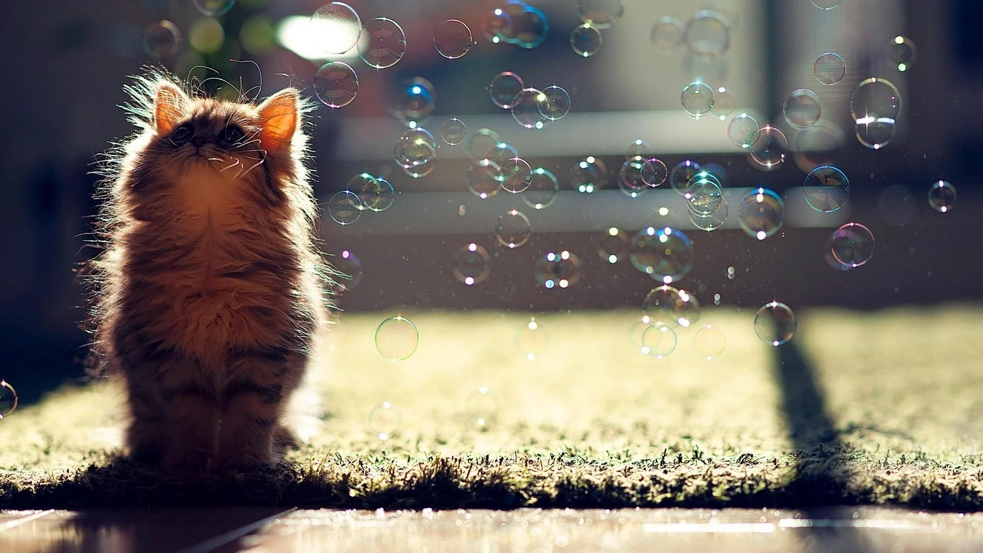 Котенок и мыльные пузыри