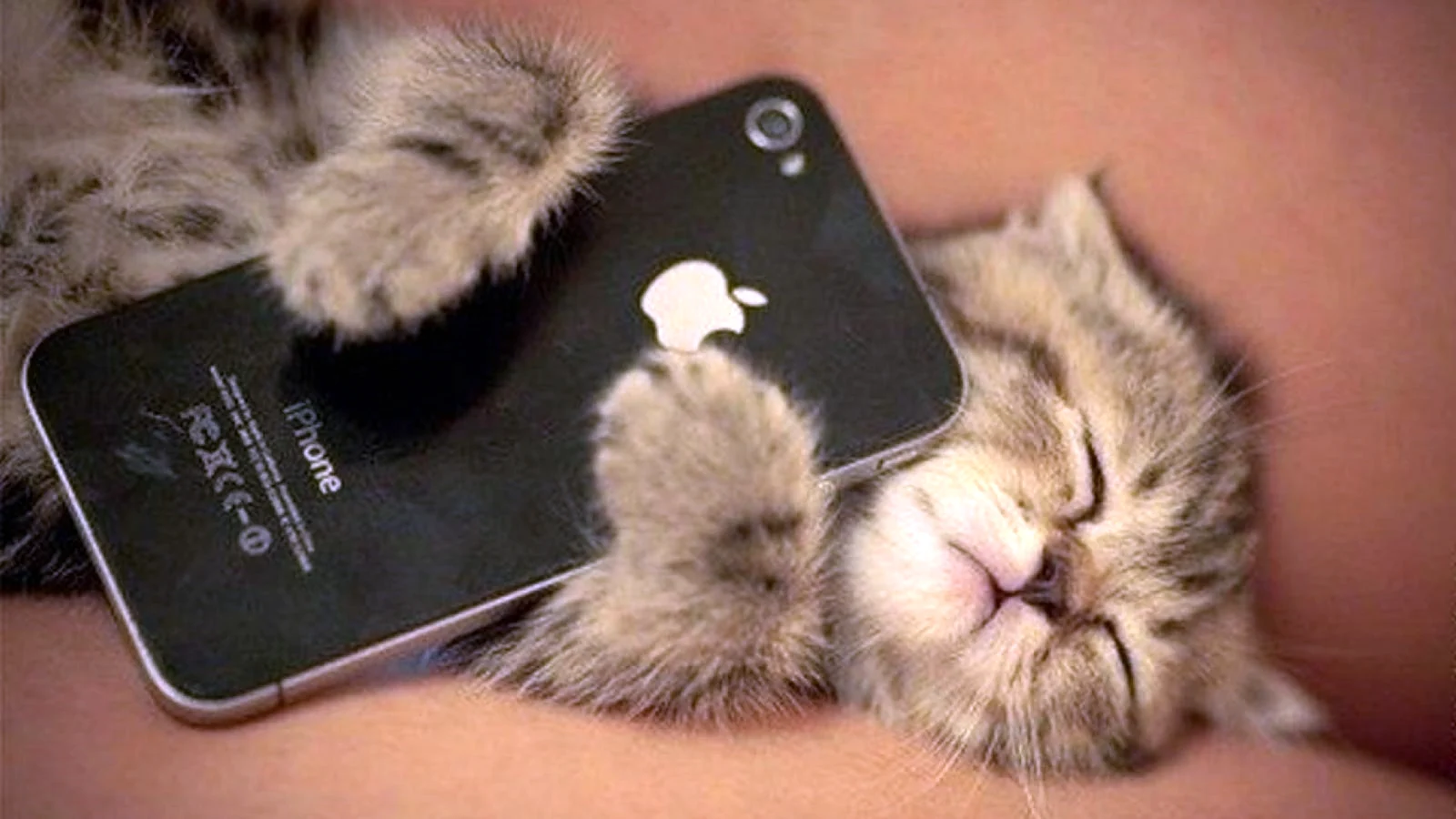 Котенок с айфоном