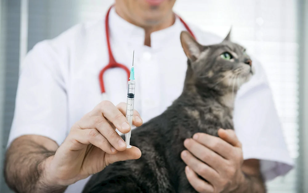 Котик доктор с уколом
