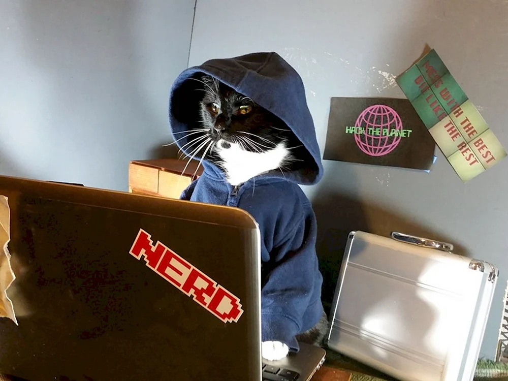 Котик хакер