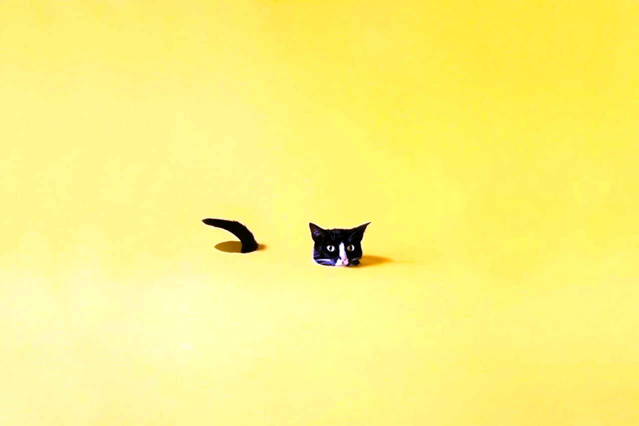 Котик на желтом фоне