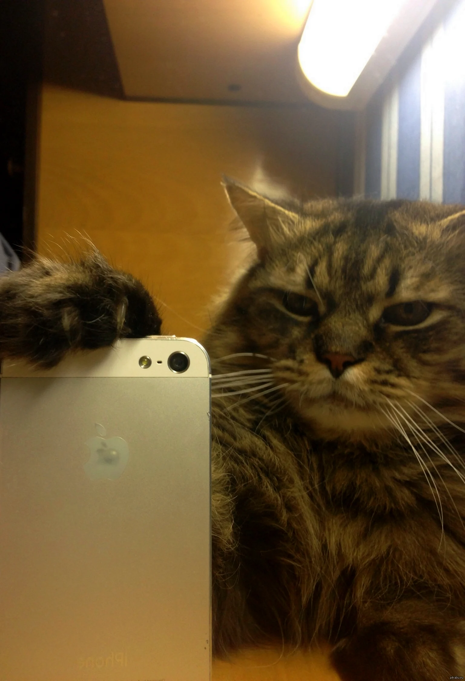 Котик с айфоном