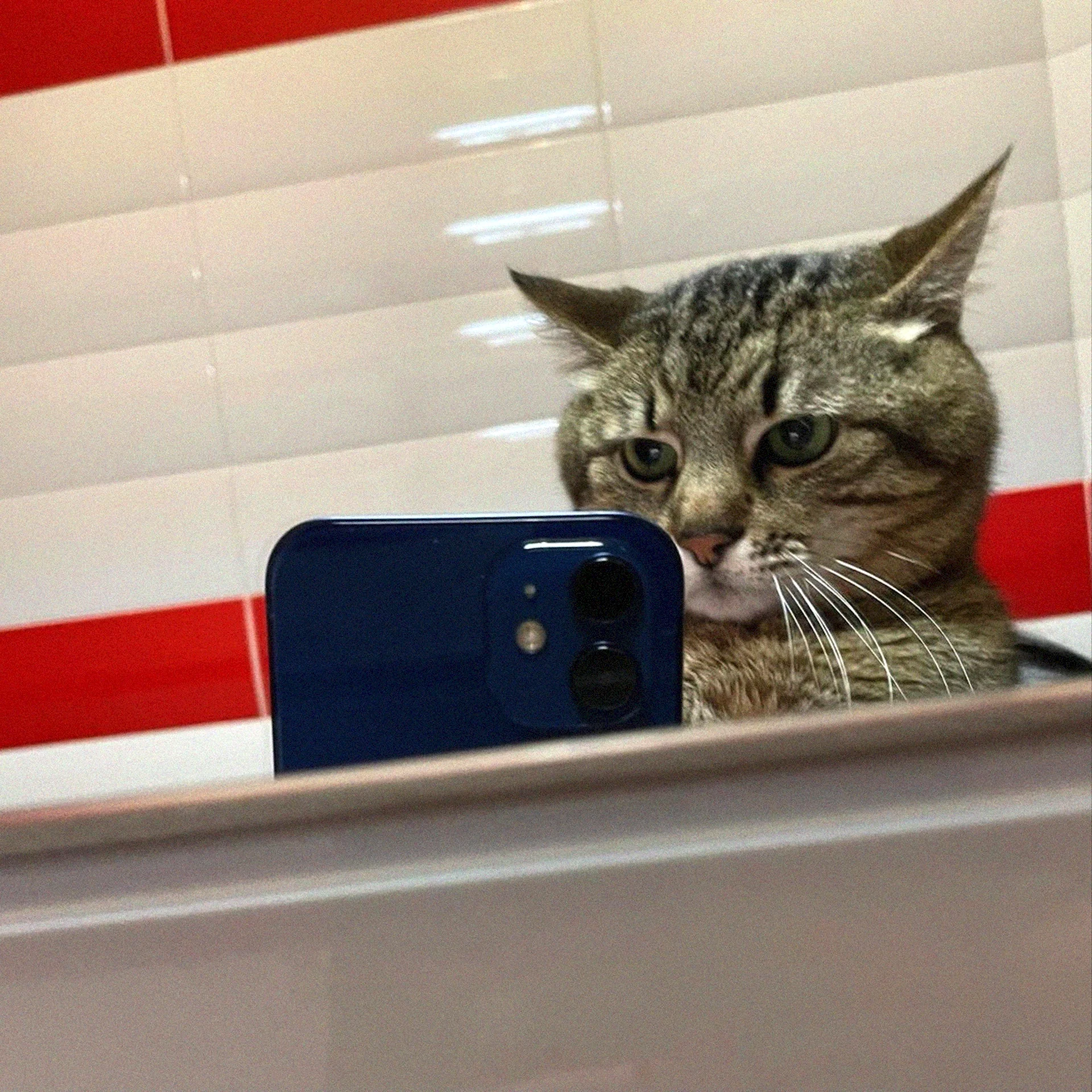 Котик с телефоном в зеркале