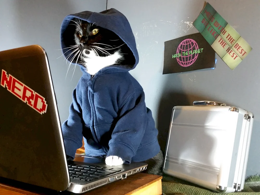 Коты хакеры