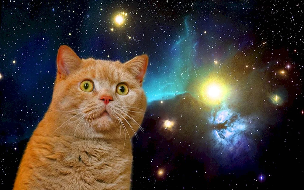 Коты в космосе