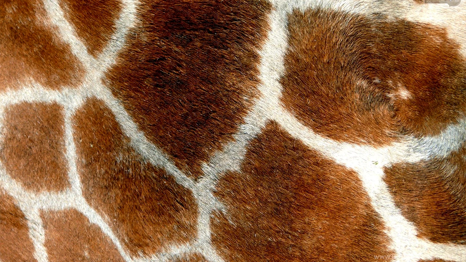 Кожа жирафа