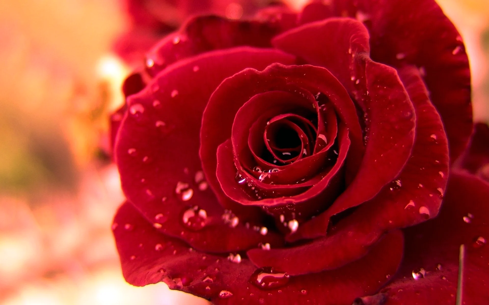 Красивые красные розы