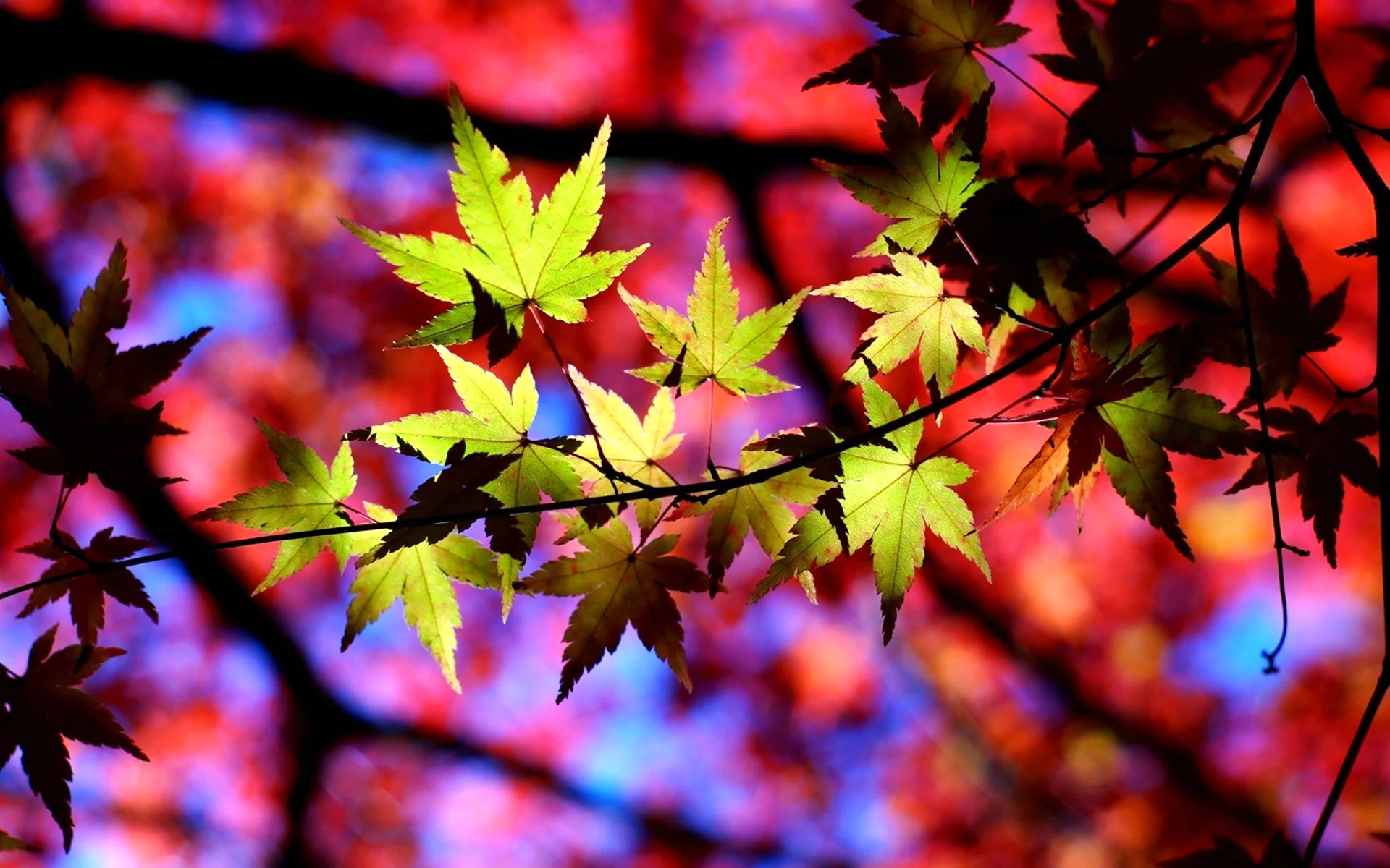 Красивые листья