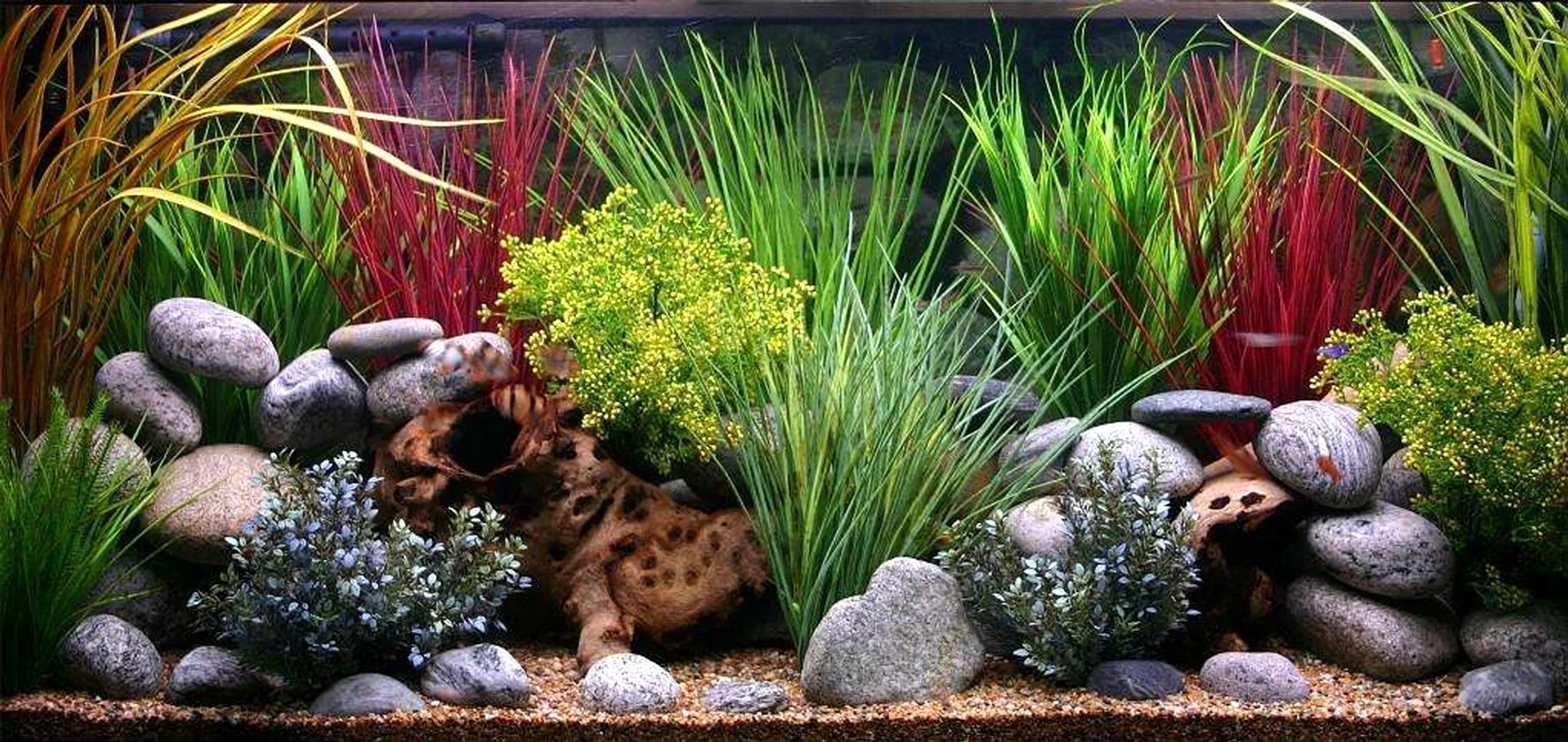 Красивый аквариум с камнями и растениями