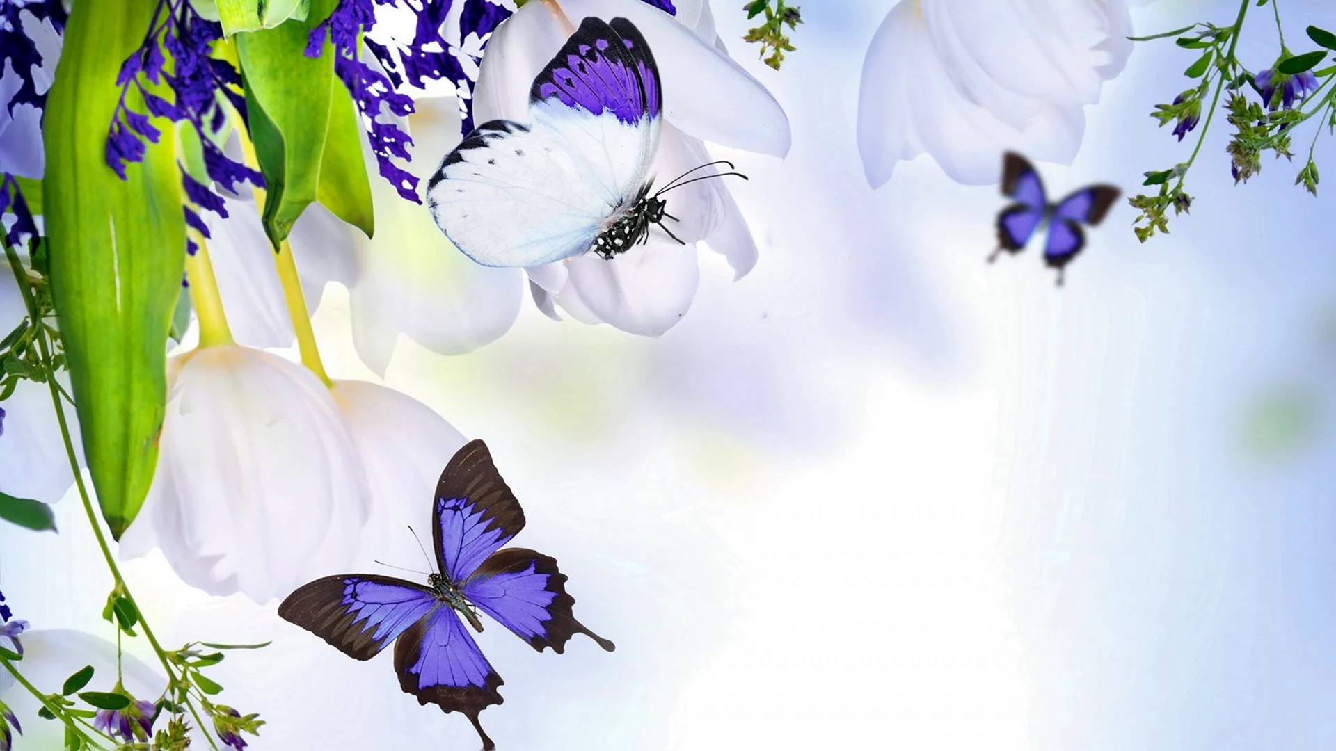 Красивый фон с бабочками и цветами