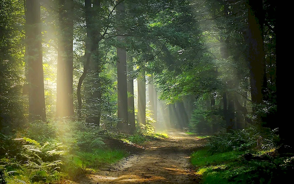 Красивый лес
