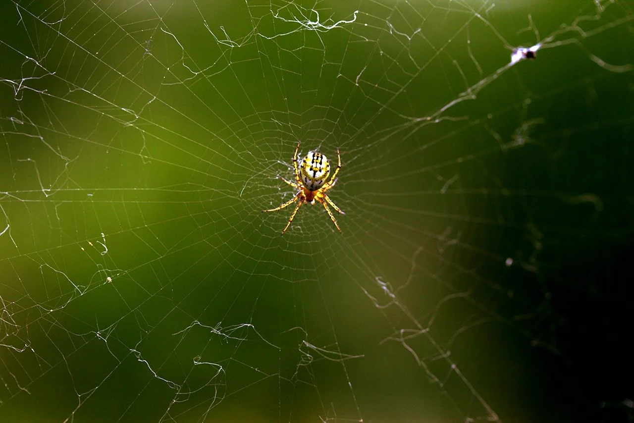 Красивый паук на паутине