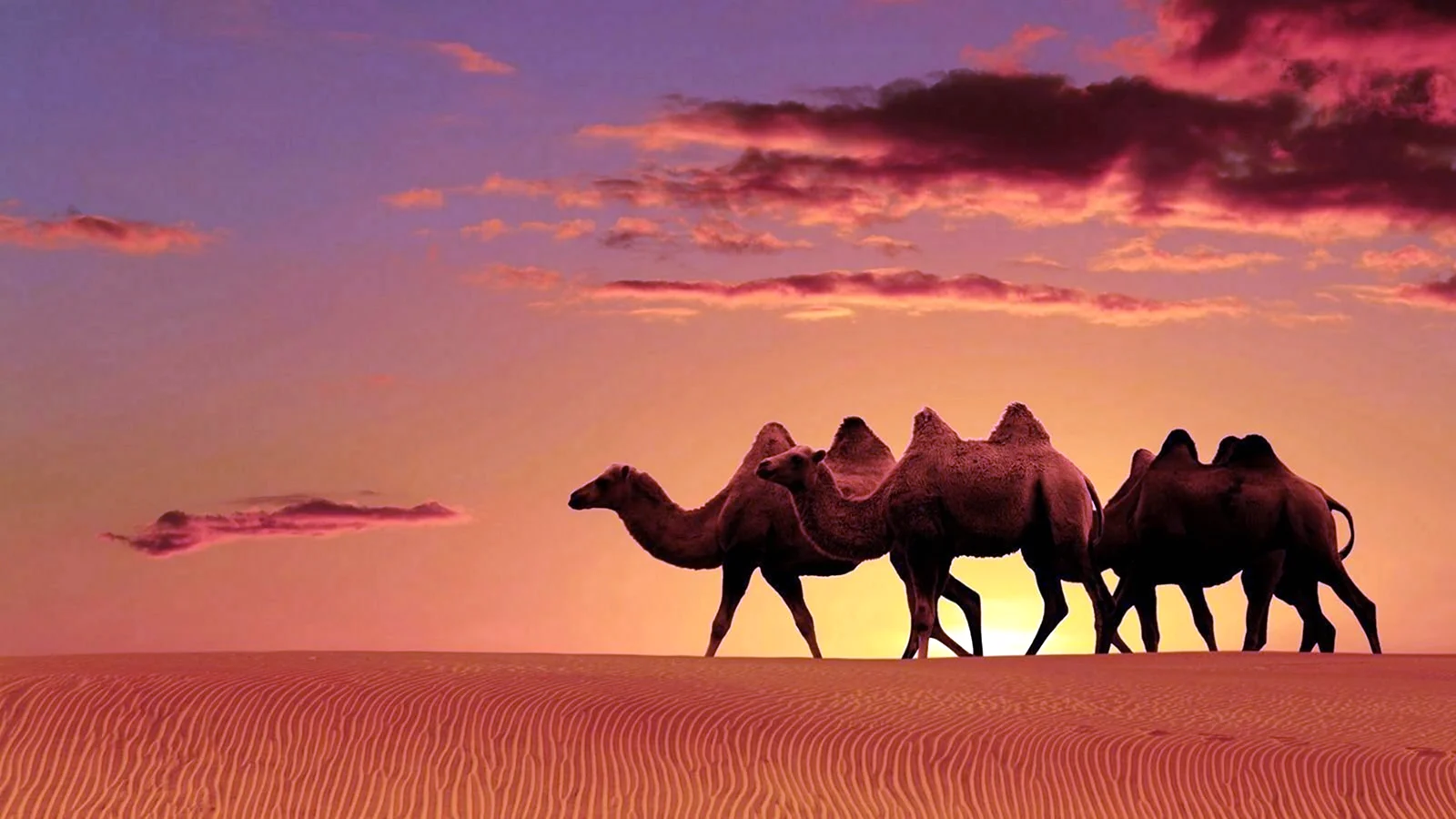 Красивый закат с верблюдом
