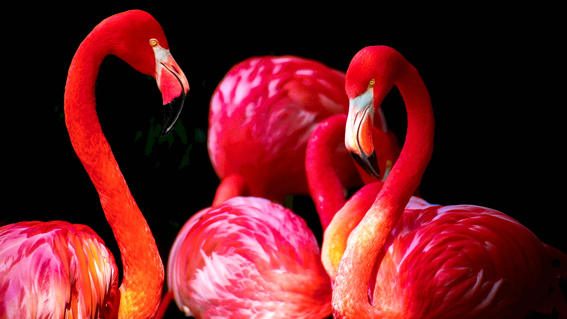 Красный Карибский Фламинго